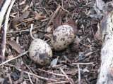 Måsägg