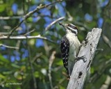 pic chevelu/hairy woodpecker.33.