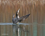 common loon/plongeon huard.