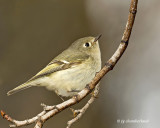 roitelet a couronne rubis / ruby-crowned kinglet.