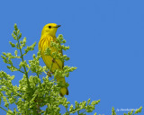paruline jaune/yellow warbler.