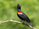 carouge a epaulettes/red-winged blackbird.017.