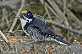 pic a dos noir/black-backed woodpecker.