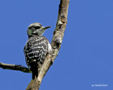 pic tridactyle/three-toed woodpecker