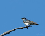 hirondelle bicolore/tree swallow.