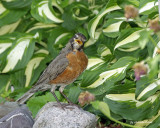 american robin/merle d'amérique.004.
