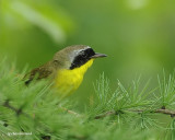 paruline masque/common yellowthroat.023.