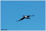 Falklands Cormorant