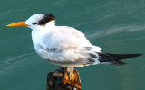 Royal Tern