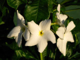 Plumeria Pudica