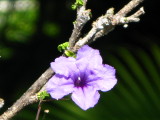 Mexican Petunia /Hibiscus