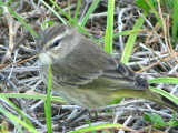 Palm Warbler