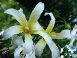 White Silk Floss Tree Flower