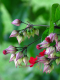 Bleeding Hearts/Clerodendrum