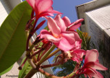 Frangipani