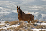 Pilot Butte Wild Horse Loop