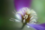 5th place<br>Clematis swirls by Cat