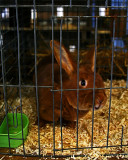 Pst! Let me out of here!