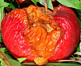 Mushy Windfall