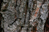 Tree Bark