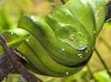 3rd Place Tree-Python by Melbob