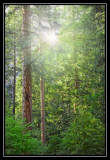 forest primeval