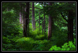 4th Place forest primeval 2 dtallakson