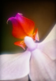 Orchid
