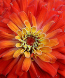 Zinnia