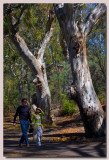 Tree Walkers.. or I get the feeling we are being watched