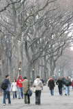 Central Park Winter