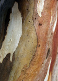 Bark of the River Redgum