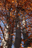 Fall Foliage