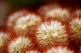 9th Place<br>Spikey<br>by Brent