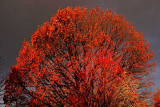 Autumn Red