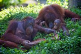 3rd Place<br>Family Life<br>by Najinsky
