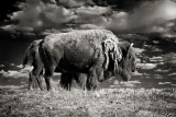 2nd Place<br>American bison<br>by Michael Puff