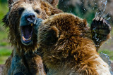 7th Place (tie)<br>A Grizzly Scene<br> by McCrossan