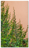 Half-Wall-Half-Plant