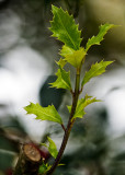 New Growth