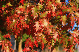 Green to Red