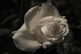 Sad Rose