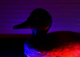 Duck Blind