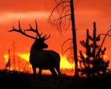 <b>7th Place</b><br>Days End<br>by Larry