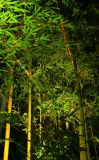 Bamboo in the Night *  Traveller