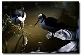 Black Wing Stilts