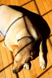 Sun Worship