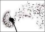 Set Free***