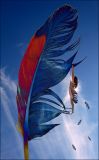 <b>9th Place</b><br>Fly or Fall? *<br>by mlynn
