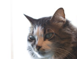 Light - Sammy Cat